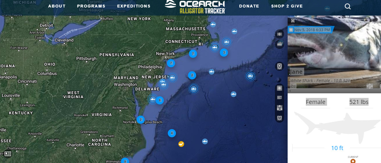 Great White Shark Tracker Map