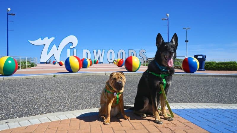 are dogs allowed on the wildwood boardwalk