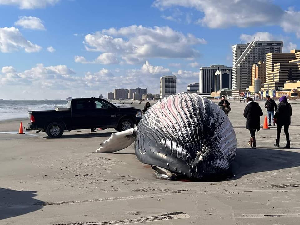 Deceased 30-foot humpback whale washed up on Atlantic City Beach