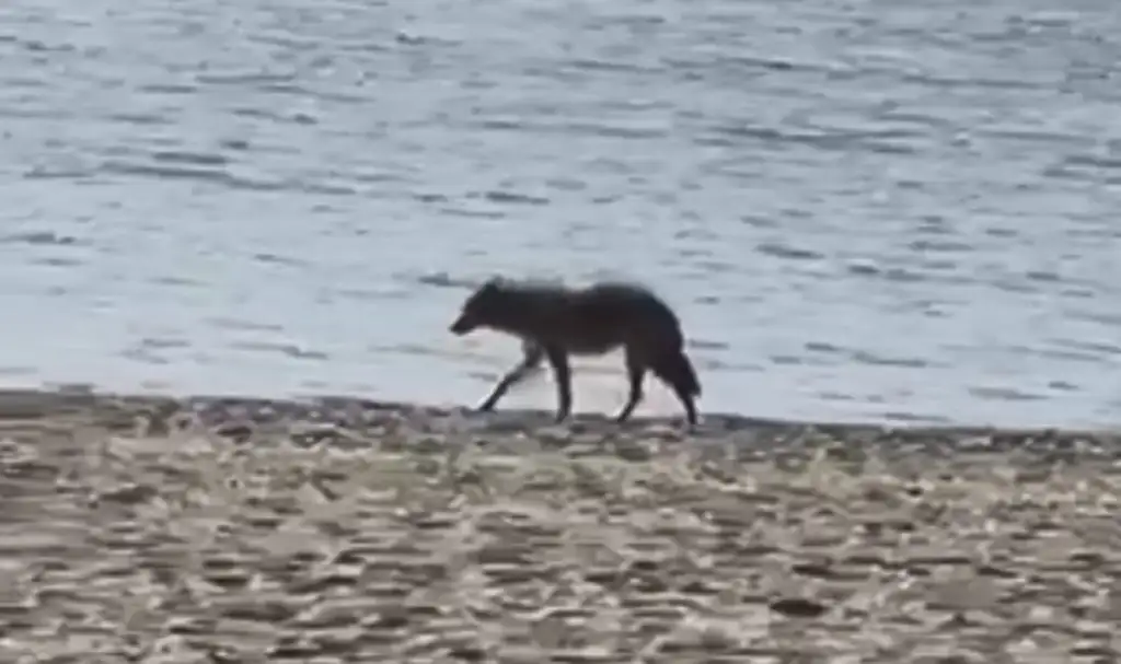 North Wildwood police warn residents of coyote sightings | Watch The ...