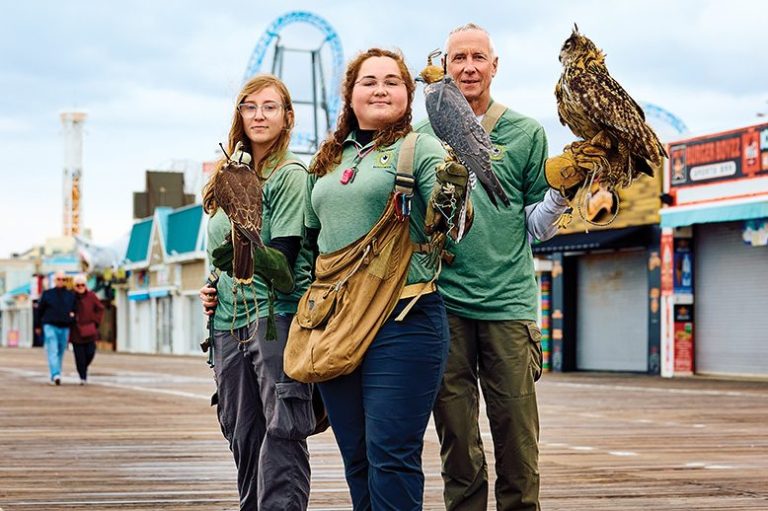 Ocean City New Jersey missing boardwalk falcon has been found.